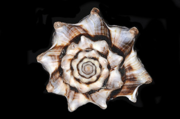 Vasum (the vase snails or vase shells), a genus of  marine gastropod mollusks within the family Turbinellidae