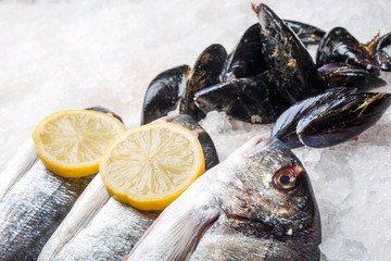 Dorado fish and mussles on ice 