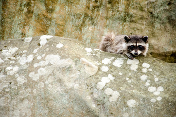 A curious raccoon sits on top of a rock.