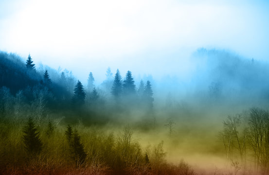 Fototapeta Forest in fog