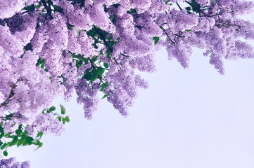 Close-up van roze lila bloemen - pastel en soft focus verwerking. Achtergrond met vrije ruimte voor tekst.