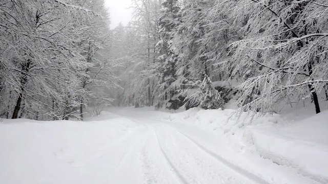 Falling snow in a forest  with snow covered trees