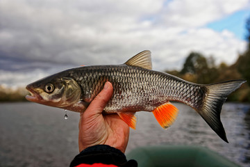 Chub in fisherman's hand, toned