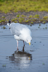 seagull