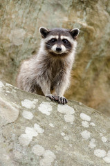 A curious raccoon sits on top of a rock.
