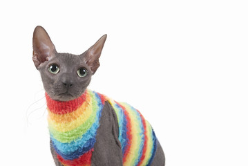 Closeup of a curious sphinx cat wearing a rainbow-colored sweater (on white)