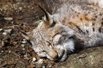Schlafender Luchs