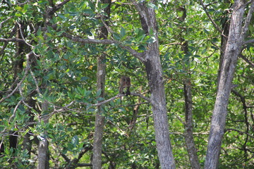 Monkeys, year 2015