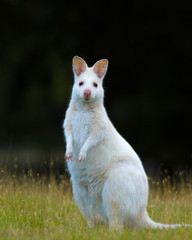 A white Bennet's wallaby is standing upright and looks at you. The background is very dark and gives the image a strong contrast.