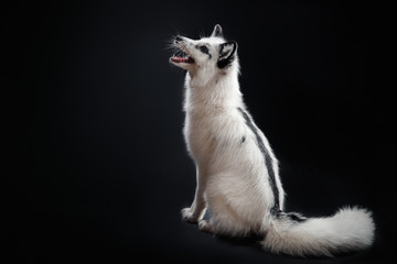 Arctic fox, Vulpes lagopus