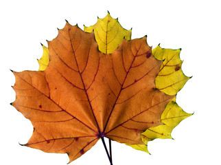 Two colorful maple leaves on a white background