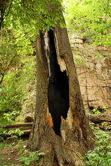 Tree, burnt by lightning
