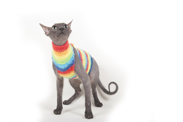 Funny sphinx cat