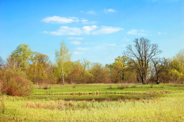 Fototapeta premium Spring tree and lake
