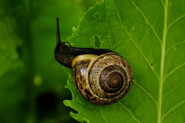 Snail on the leaf