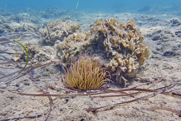 Naklejka na ściany i meble sea anemone closeup on sandy sea bed