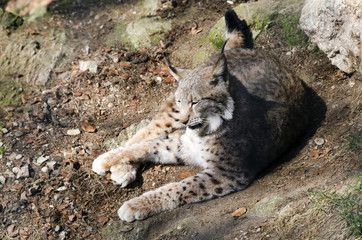 Ruhender Luchs