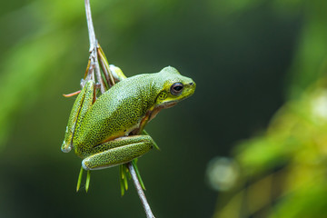 A green tree frog is hanging on a branch in front of a blurred background.