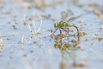 A female Emperor dragonfly is depositing eggs below the water surface. A nice reflection is clearly visible.