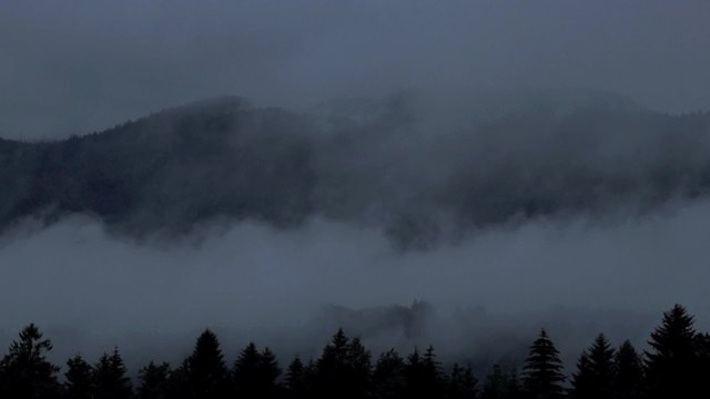 Foggy forest 