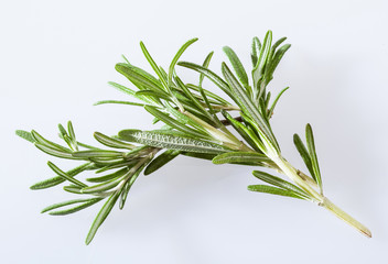 Fresh rosemary branch