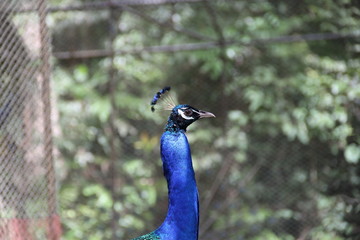 Zoo in Thailand, year 2015