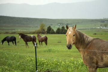 Fototapeta premium A horse stands at a fence while a heard of horse linger in the background of a spring morning