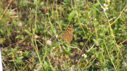 The colorfull butterflly on the flower in the meadow