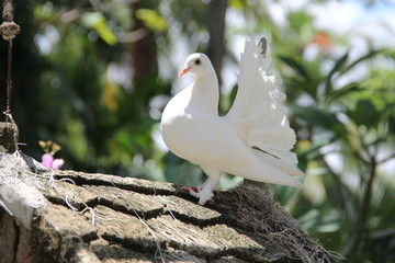 Two doves, Thailand, year 2015