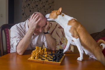 Smart basenji dog desperately trying to calm down its opponent licking him during chess family...