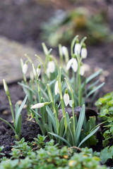 Snowdrops / Snowdrops in a garden