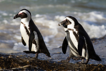 Jackass Penguins on the trot, Cape Town, South Africa