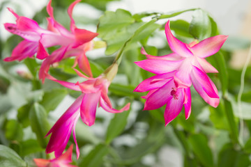 home cactus flowers Schlumbergera