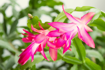 Fototapeta premium home cactus flowers Schlumbergera