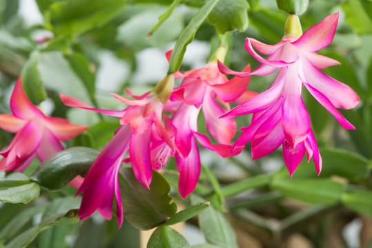 home cactus flowers Schlumbergera