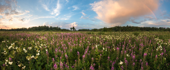 panorama of summer meadow with rainbow