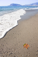 Fallen leaf in the sand on a sea coast