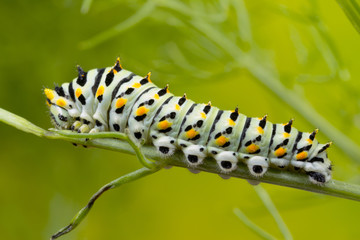 Swallowtail caterpillar 6 days old