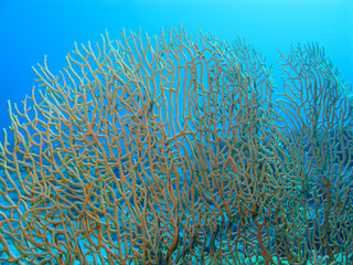gorgonian at the bottom of tropical sea, underwater