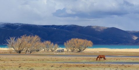 Fototapeta premium Hungry Horse