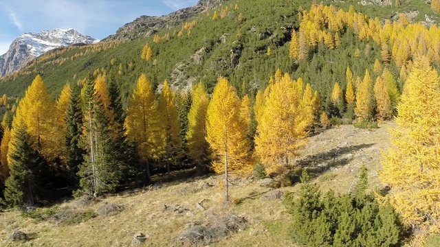 Bosco di larici in Autunno - Ripresa aerea - Valmalenco