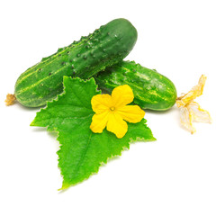 Cucumber with leafs and flowers