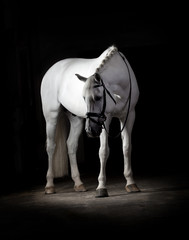 White horse on black background - 102624306