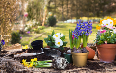 Gartenarbeit im Frühling. Farbenfrohe einjährige Blumen im Garten.