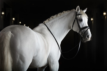 White horse on black background - obrazy, fototapety, plakaty
