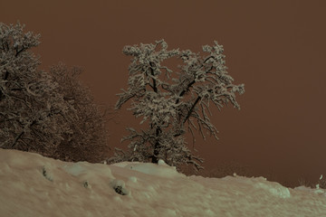 Aberi tra la neve, montagne innevate, alberi in mezzo alla neve, nevicata, neve in notturna