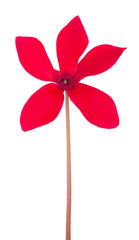 Red cyclamen flower