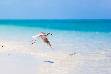 Sea bird tropics