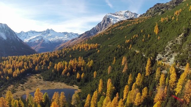 Bosco e laghetto di montagna in Autunno - Valmalenco, Alpe Entova