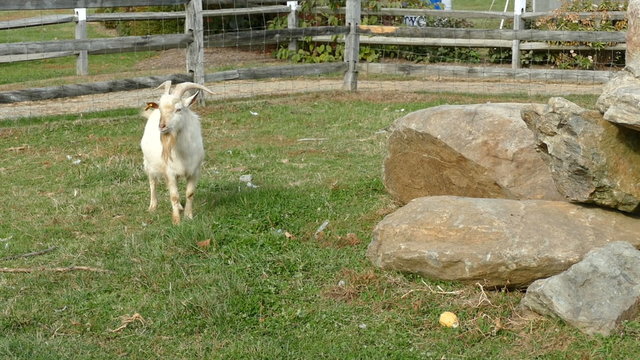 Goat, domestic animal on farm